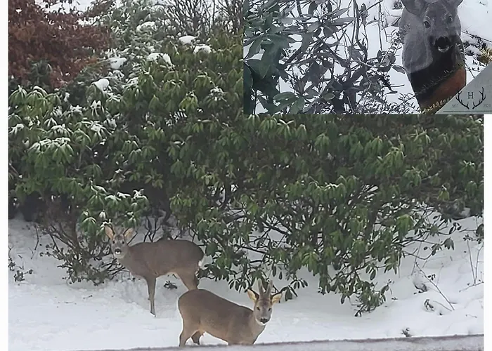Haus Rehblick 2, Wg 3 Sankt Andreasberg